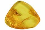 Detailed Fossil Termite (Isoptera) In Baltic Amber #102739-3